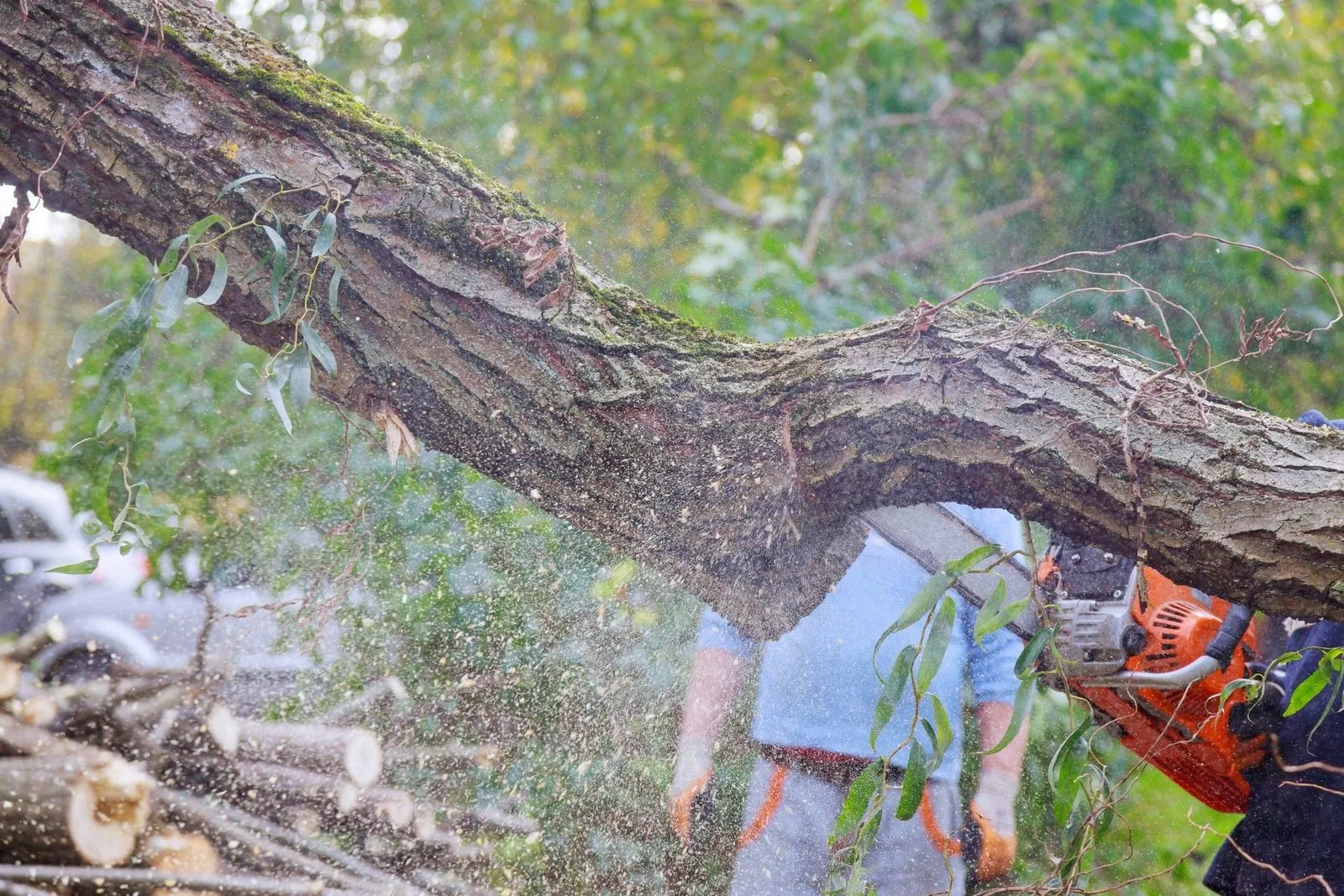 Tree Felling in West Auckland