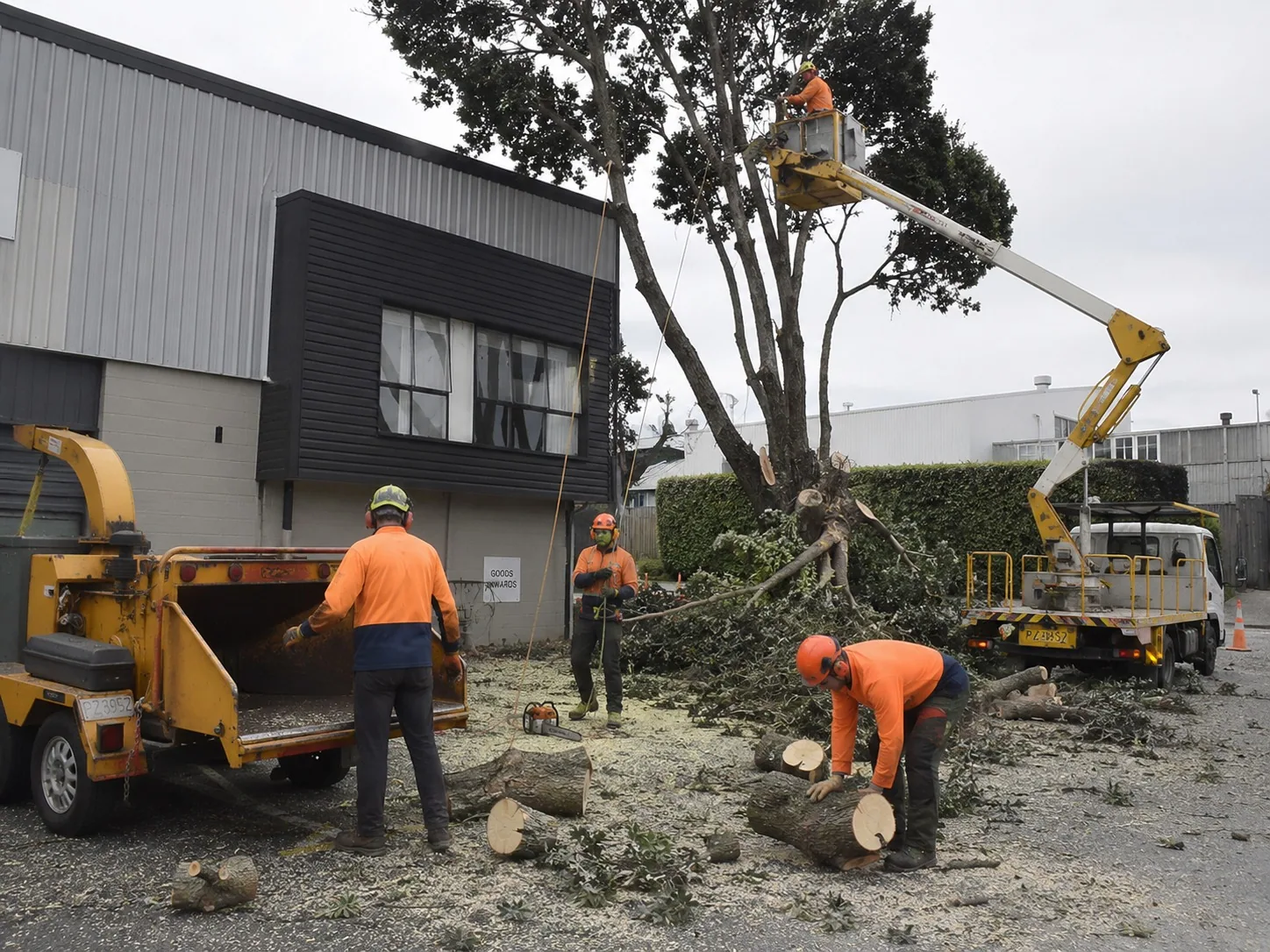 Commercial Stump Grinding in West Auckland