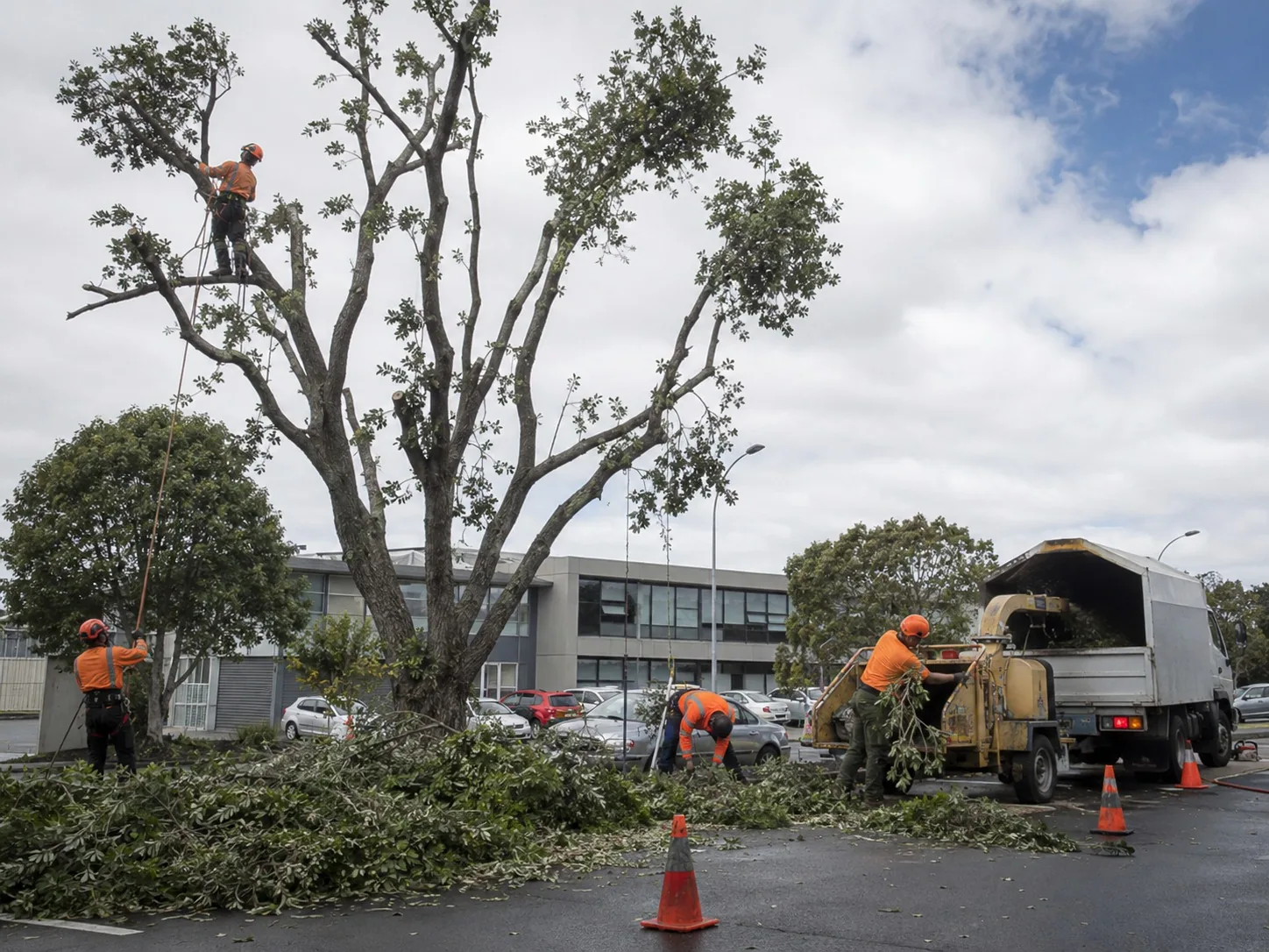 Commercial Tree Removal in West Auckland