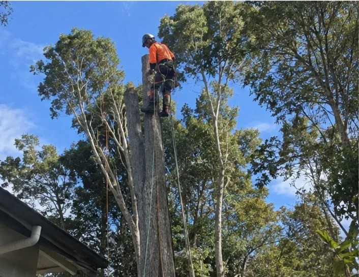 West Auckland tree contractors cutting felled timber into rounds