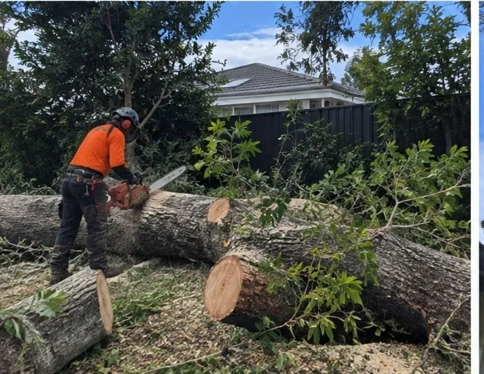 Tree removal crew, trucks and chipper set up on a West Auckland street