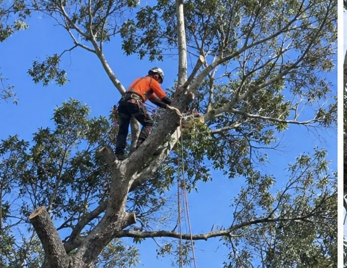 Climbing arborist dismantling a large tree on a Waitakere property